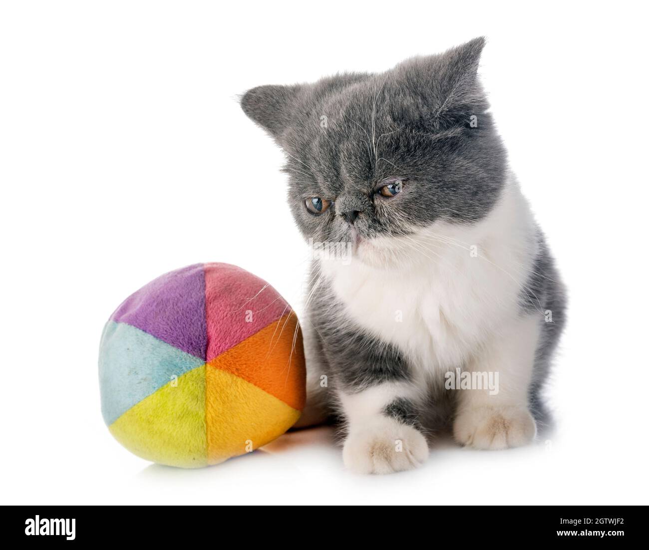 Cat Sitting By Ball Over White Background Stock Photo