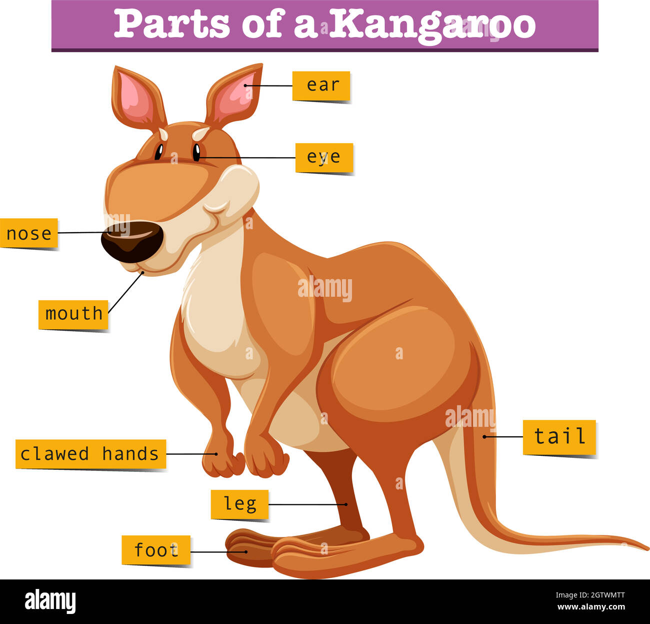Diagram showing different parts of Kangaroo Stock Vector