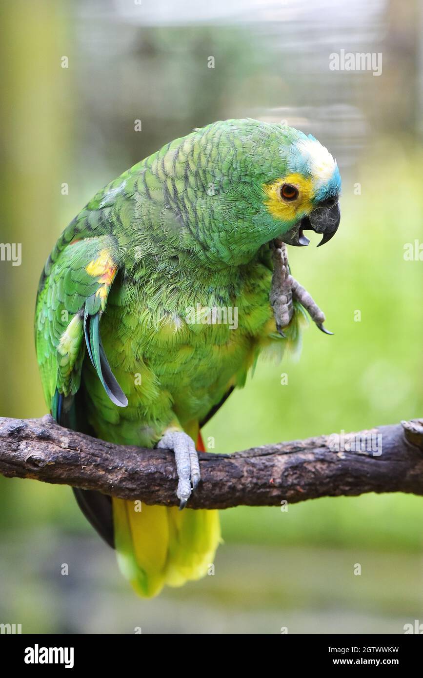 Bluefronted Amazon Parrot Stock Photo Alamy