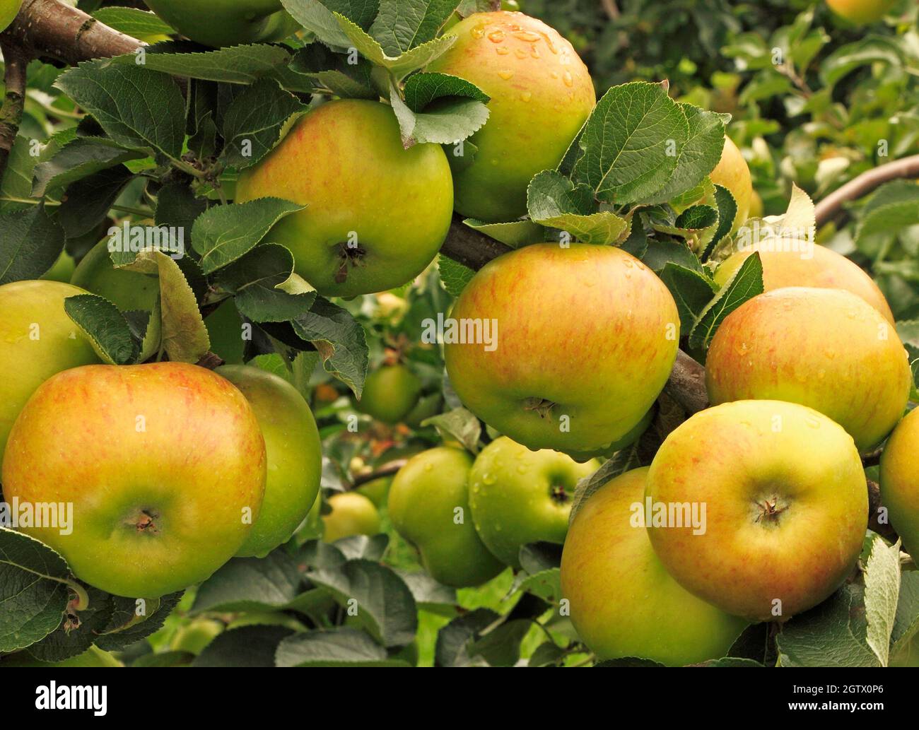 Apple 'Bramley's Seedling', 'Bramley', apples, fruit, growing on tree