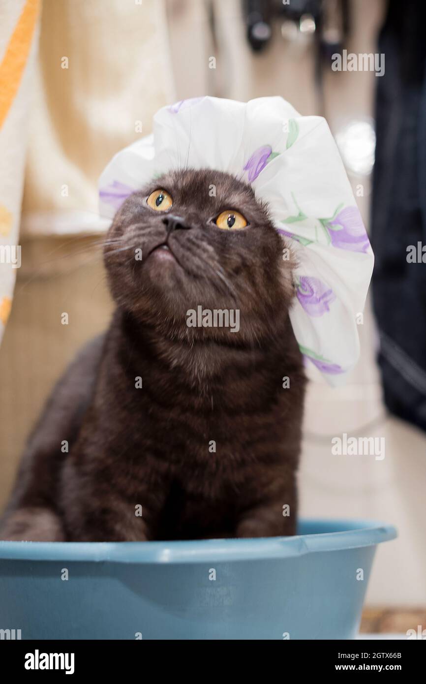 Wearing shower cap hires stock photography and images Alamy