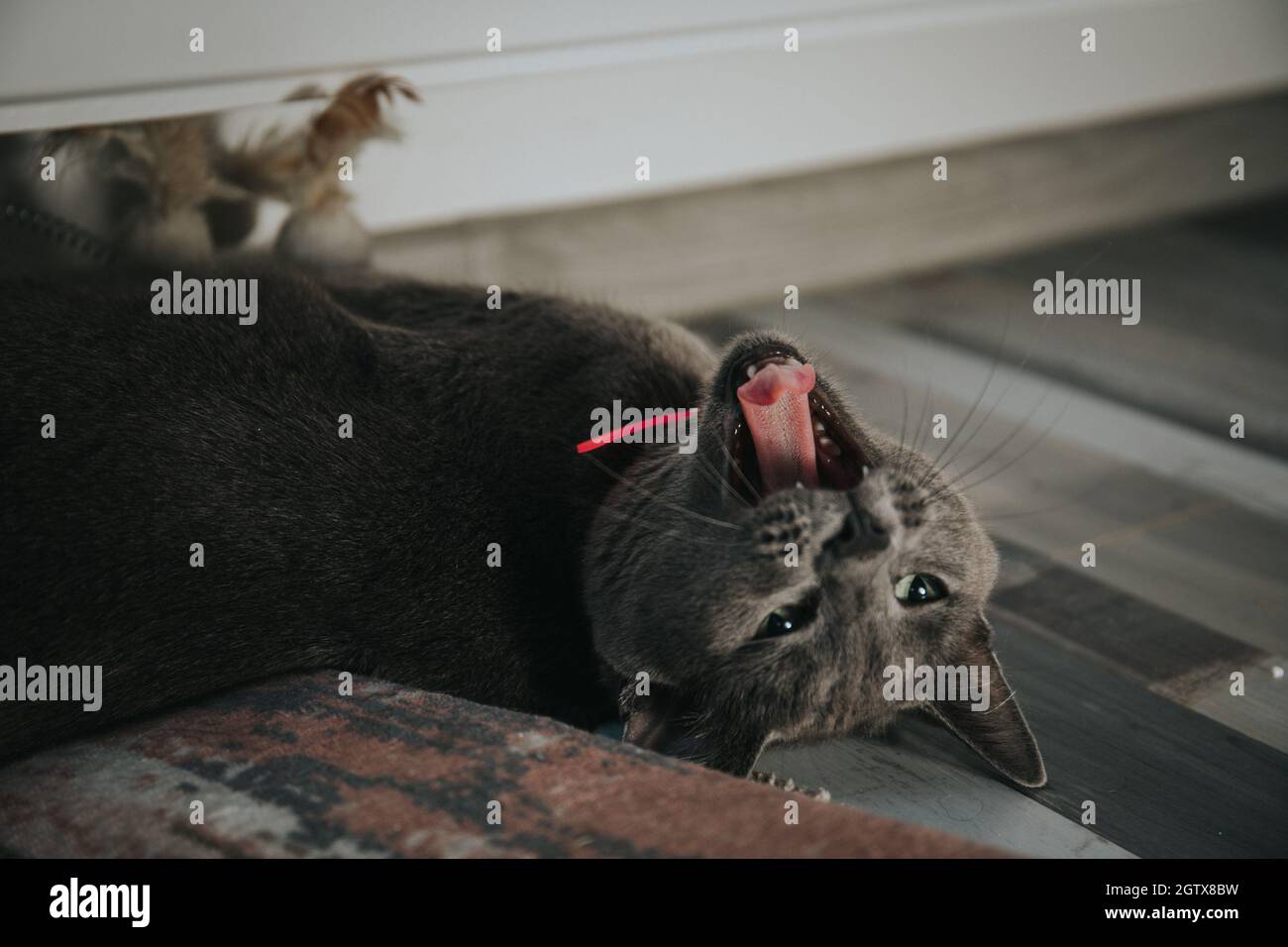 Cute black cat lying on the carpet Stock Photo - Alamy