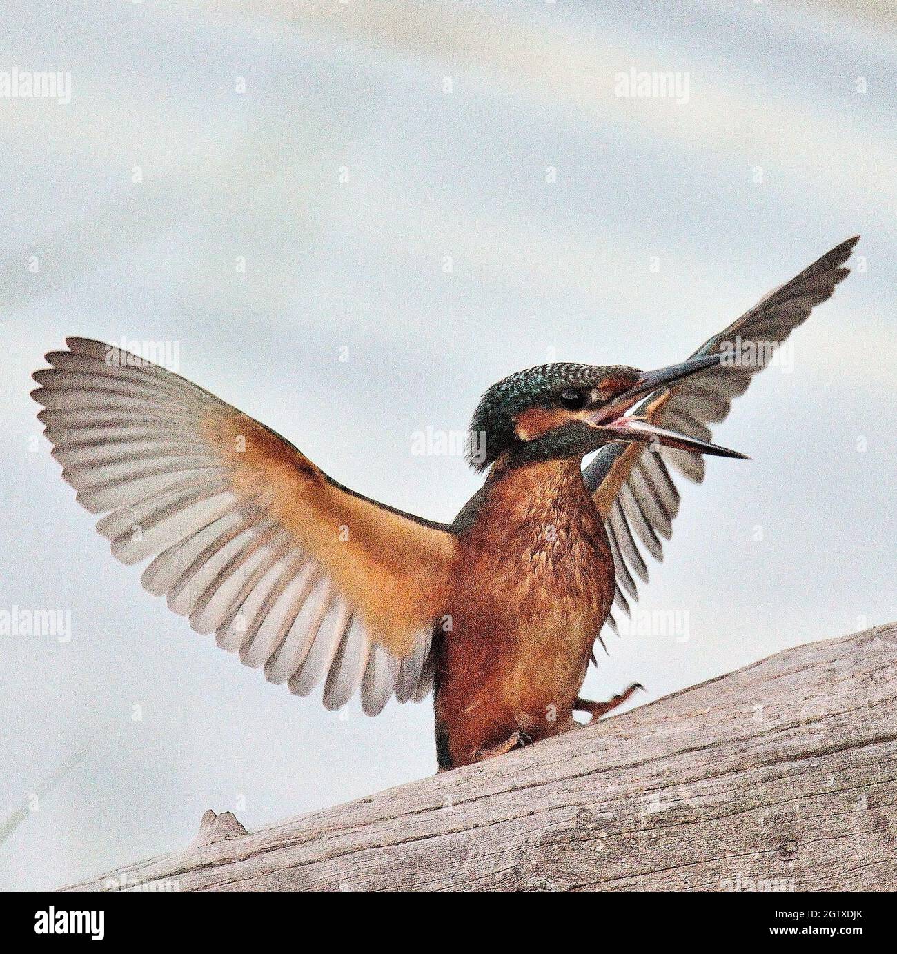 Low Angle View Of Bird Flying Stock Photo