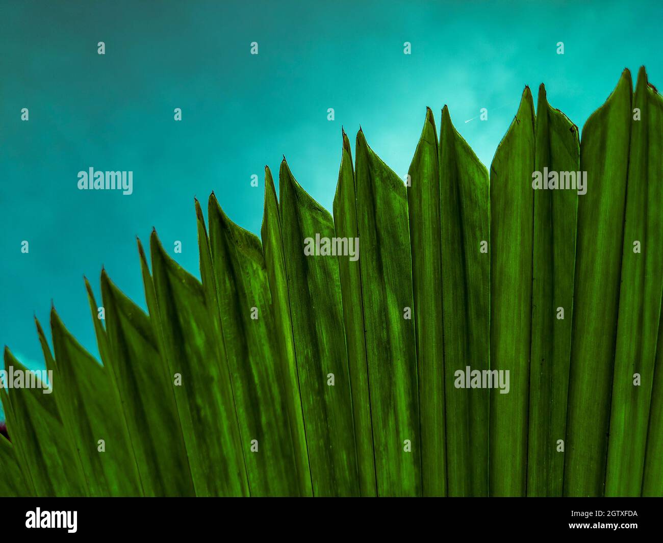 Palm Leaves With Wavy And Pointed Leaf Edges Stock Photo