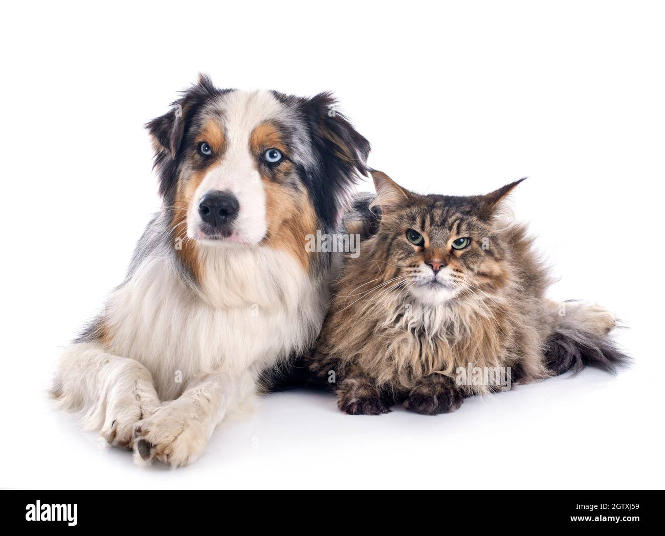 Dog And Cat Relaxing On White Background Stock Photo