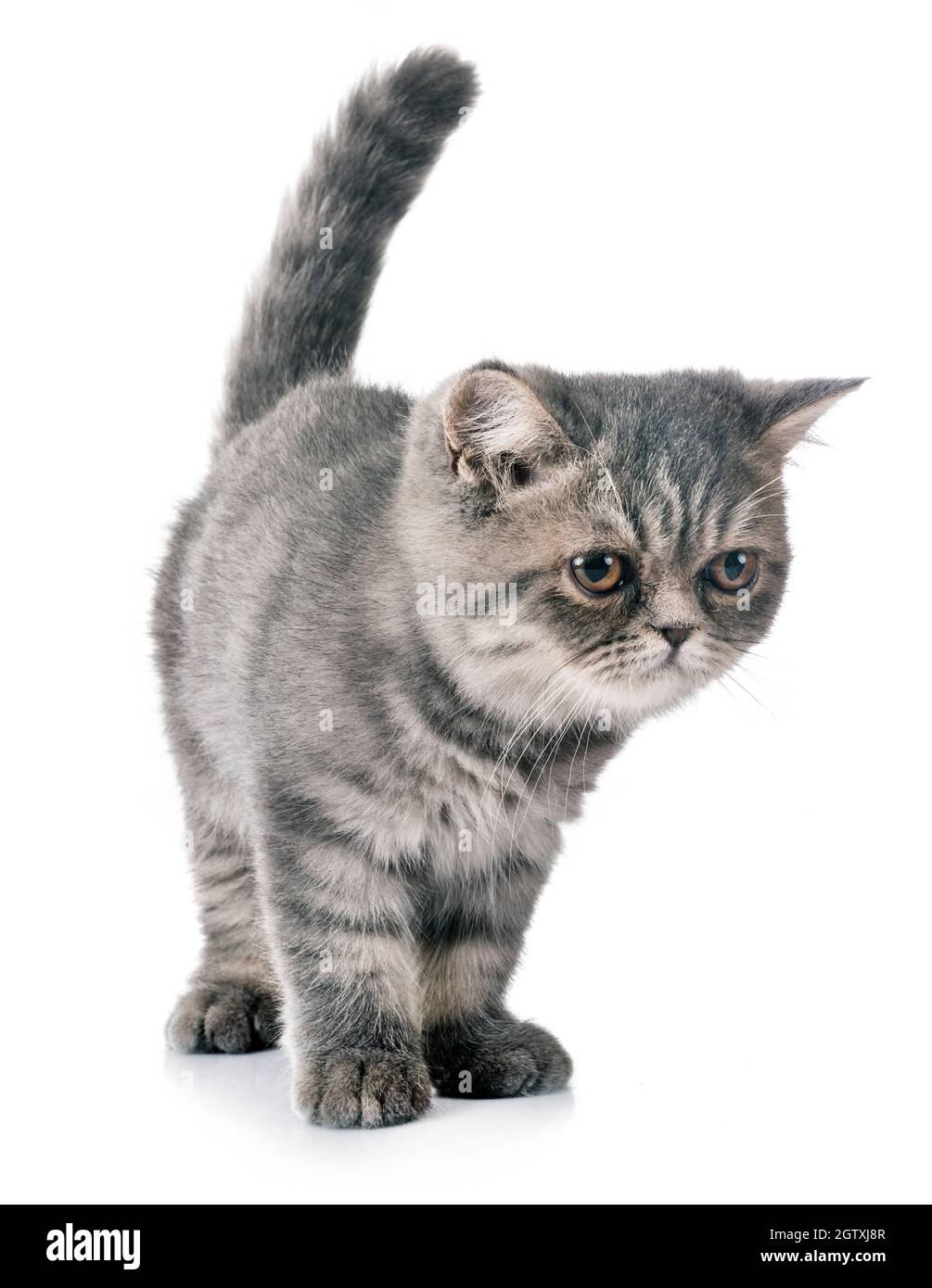 Cat Looking Away Over White Background Stock Photo