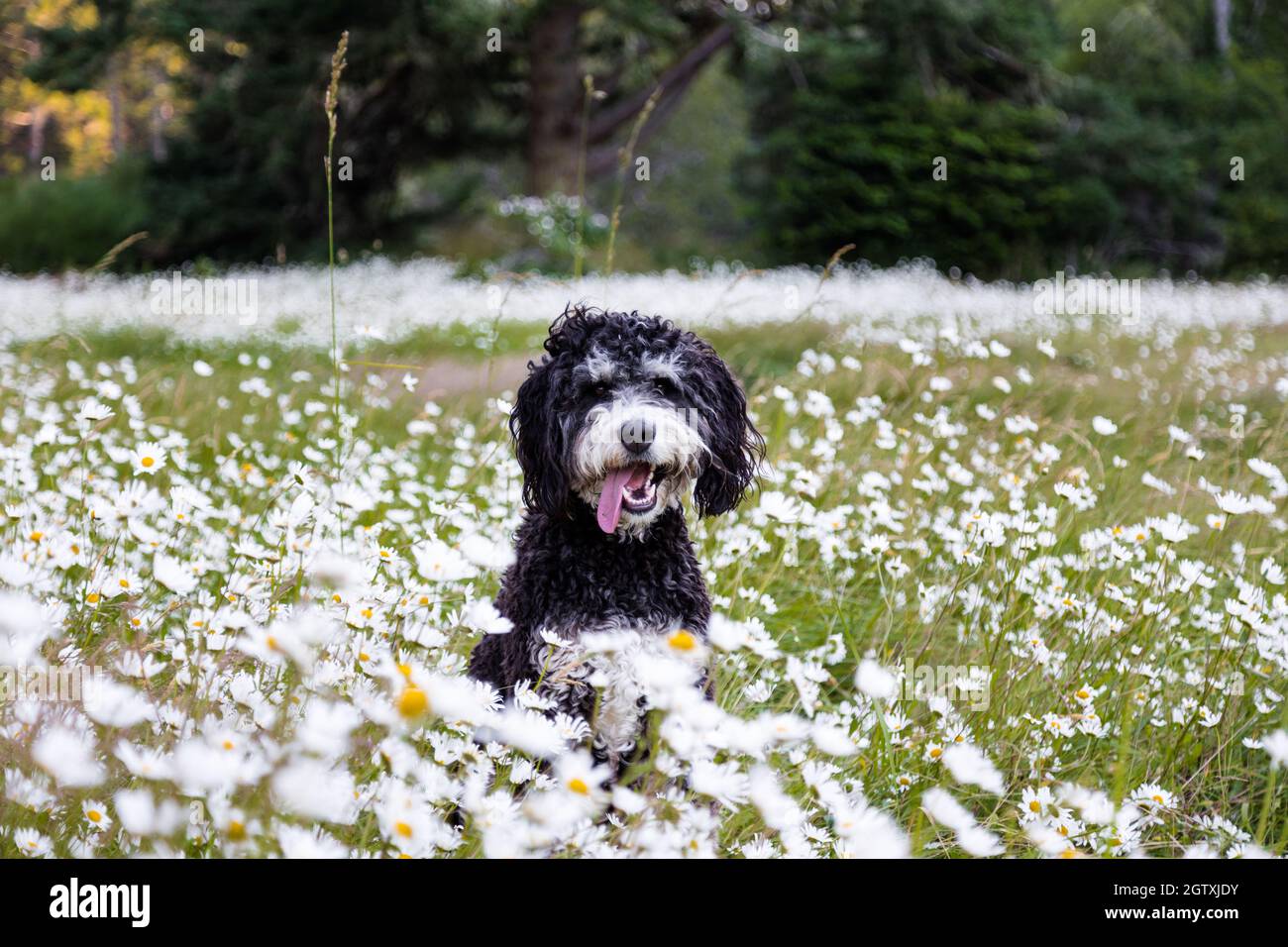 Happy bernadoodle dog laying field summer day. Stock Photo