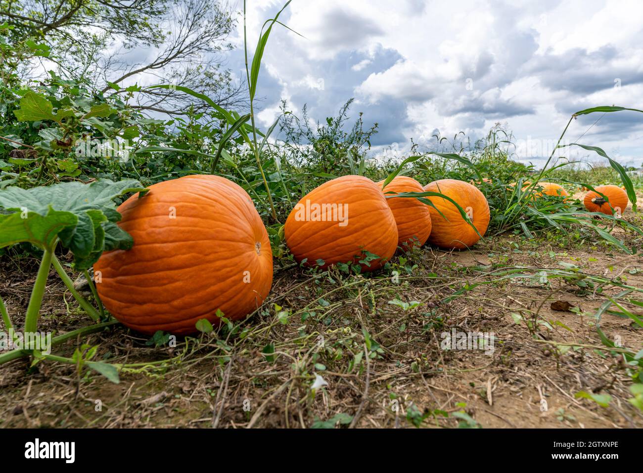 Four orange pumpkins sitting on the ground in the field of a farm. Shot ...
