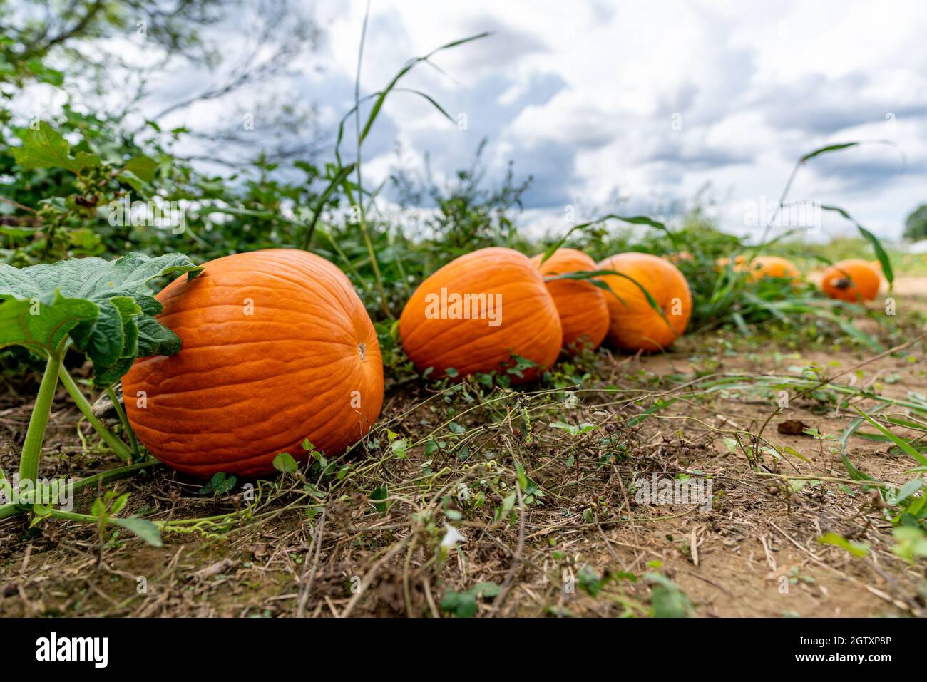 Four orange pumpkins sitting on the ground in the field of a farm. Shot ...
