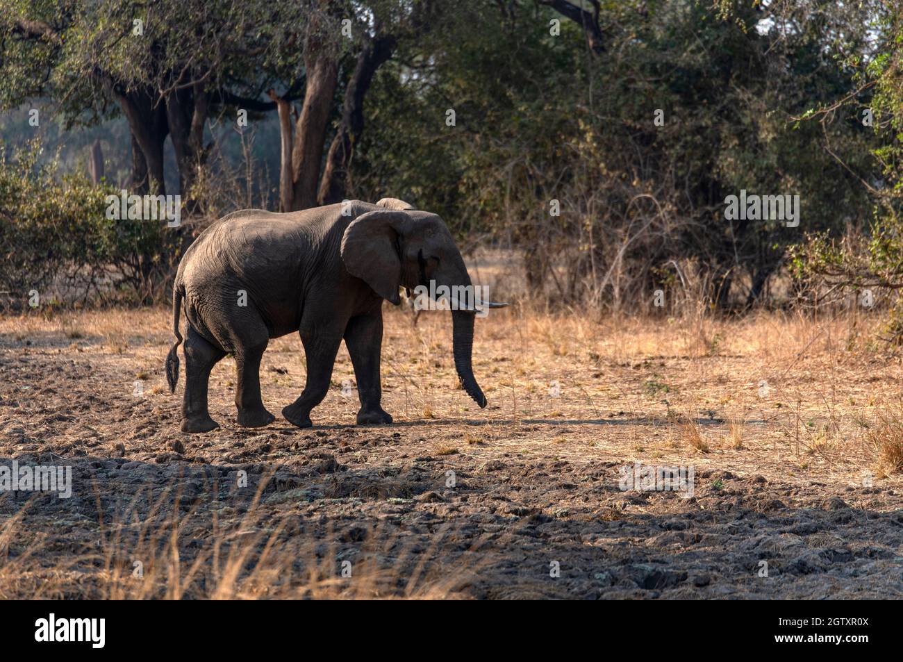 Full Length Of Elephant Walking Stock Photo
