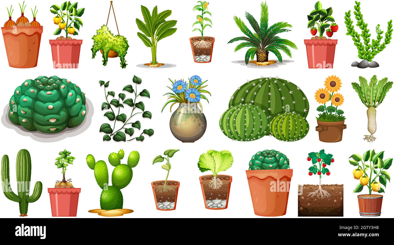 Set of different plants in pots isolated on white background Stock ...