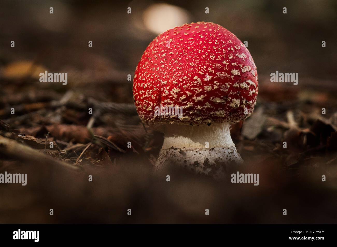 Close-up Of Fly Agaric Mushroom On Field Stock Photo