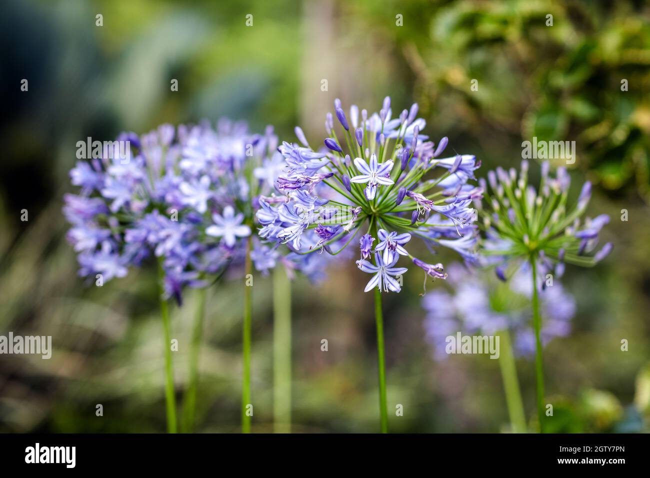 Close-up Of Purple Flowering Plants In Park Stock Photo