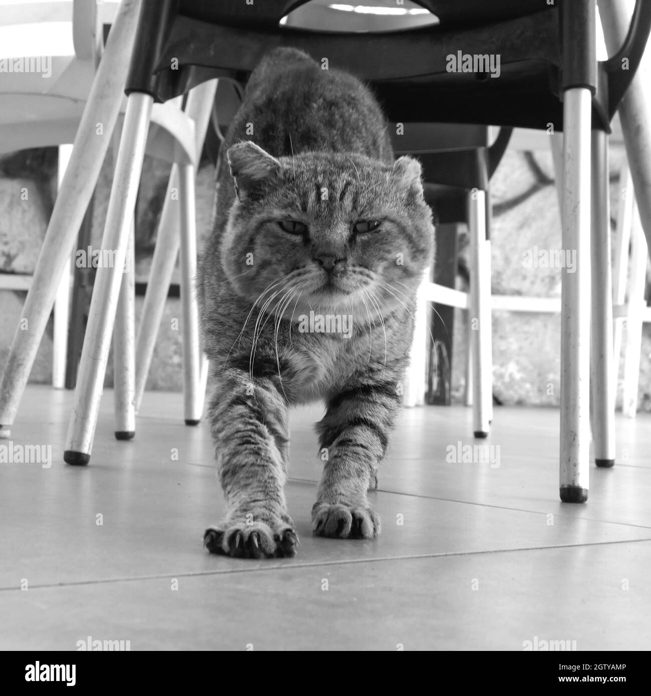 Cat , Chairs Outdoor Stock Photo Alamy