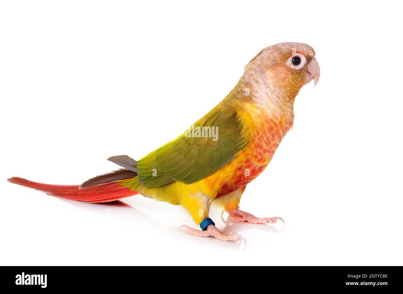 Close-up Of Bird Perching On White Background Stock Photo