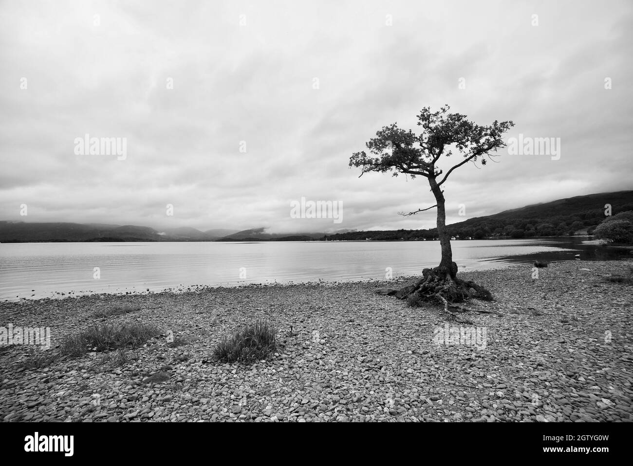 Lone tree Loch Lomond- The Lone Tree of Milarrochy is a solo Oak Tree growing on a bay on the shore of Loch Lomond, Scotland. Black and white photo. Stock Photo