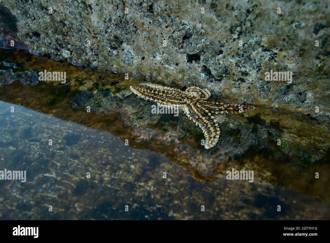 Spiny starfish (Marthasterias glacialis) sea star in a pool of water on a dock in Porto, Portugal. Stock Photo