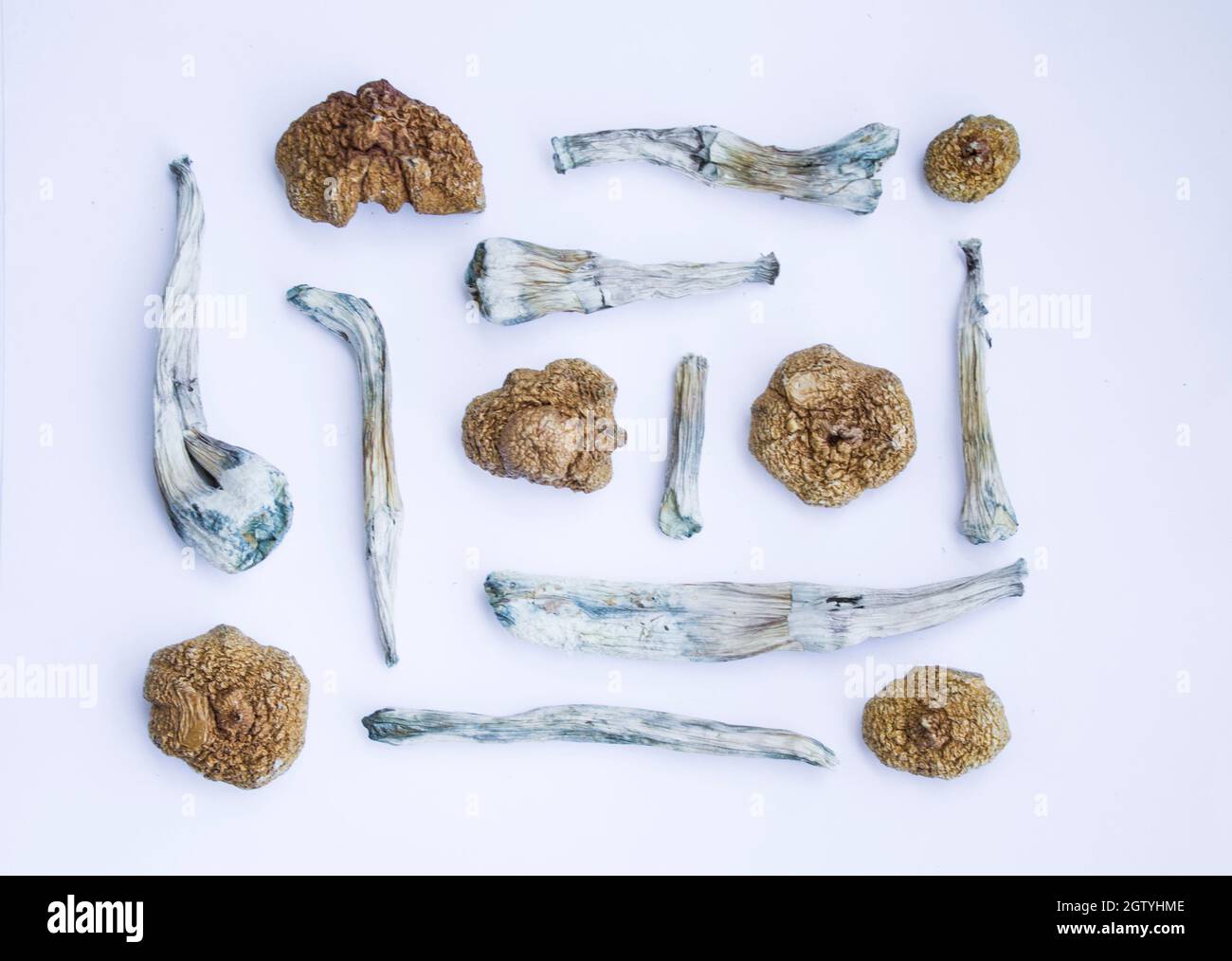 Dry Psilocybin Mushrooms On White Background. Hallucinogenic Psychedelic Shrooms. Stock Photo