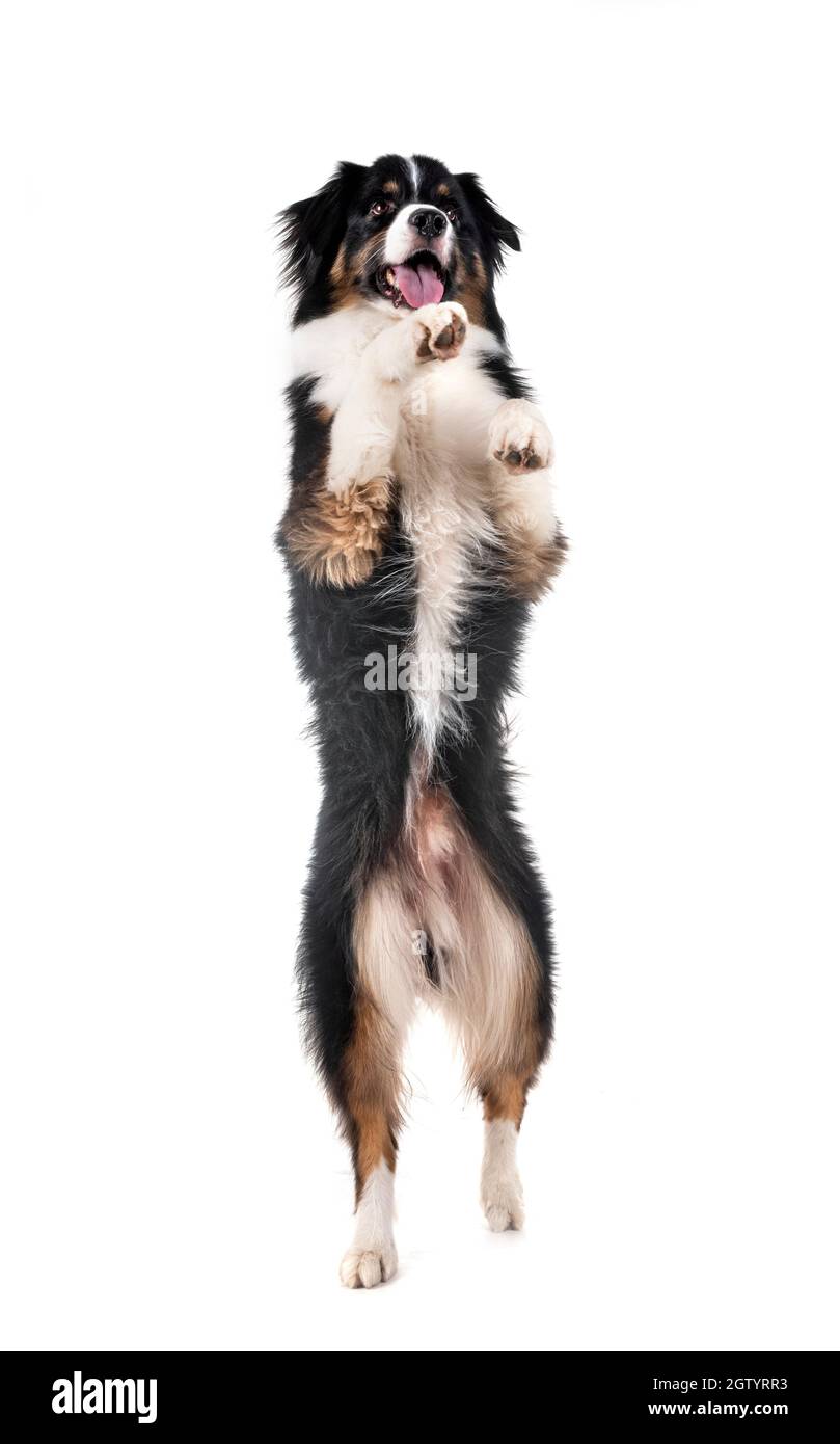 Border Collie Rearing Up Against White Background Stock Photo