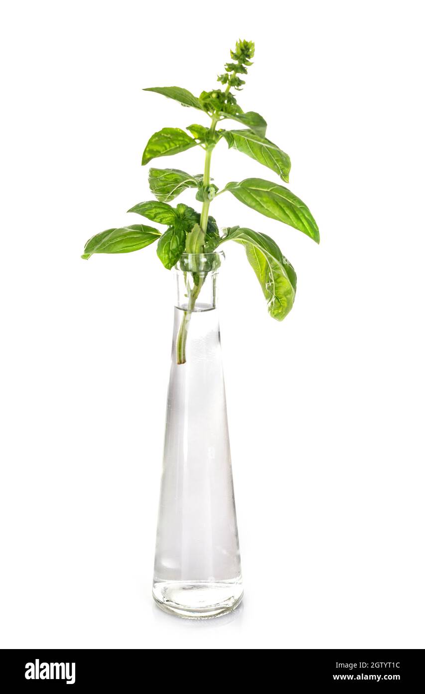 Close-up Of Plant Against White Background Stock Photo