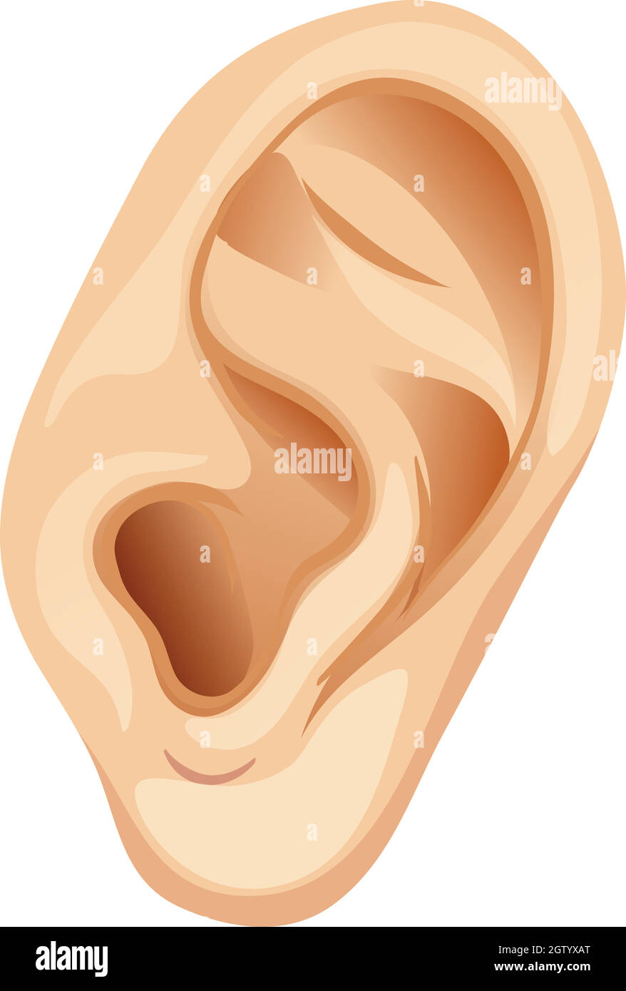 A Human Ear on White Background Stock Vector