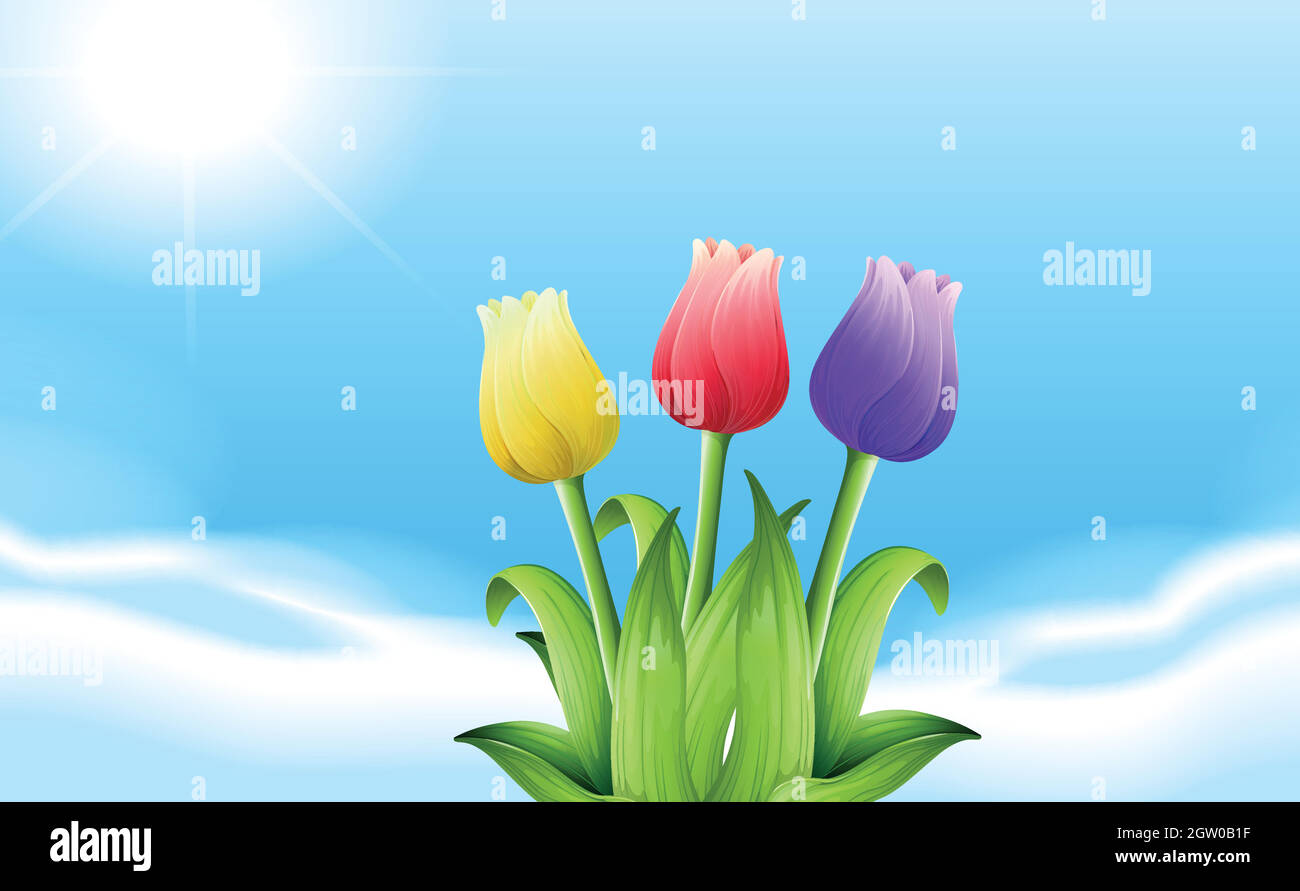 Three blooming flowers under the sunlight Stock Vector