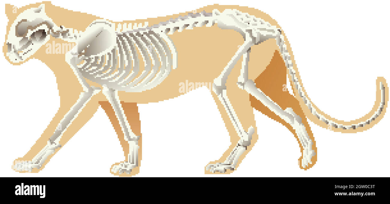 Skeleton of leopard on white background Stock Vector