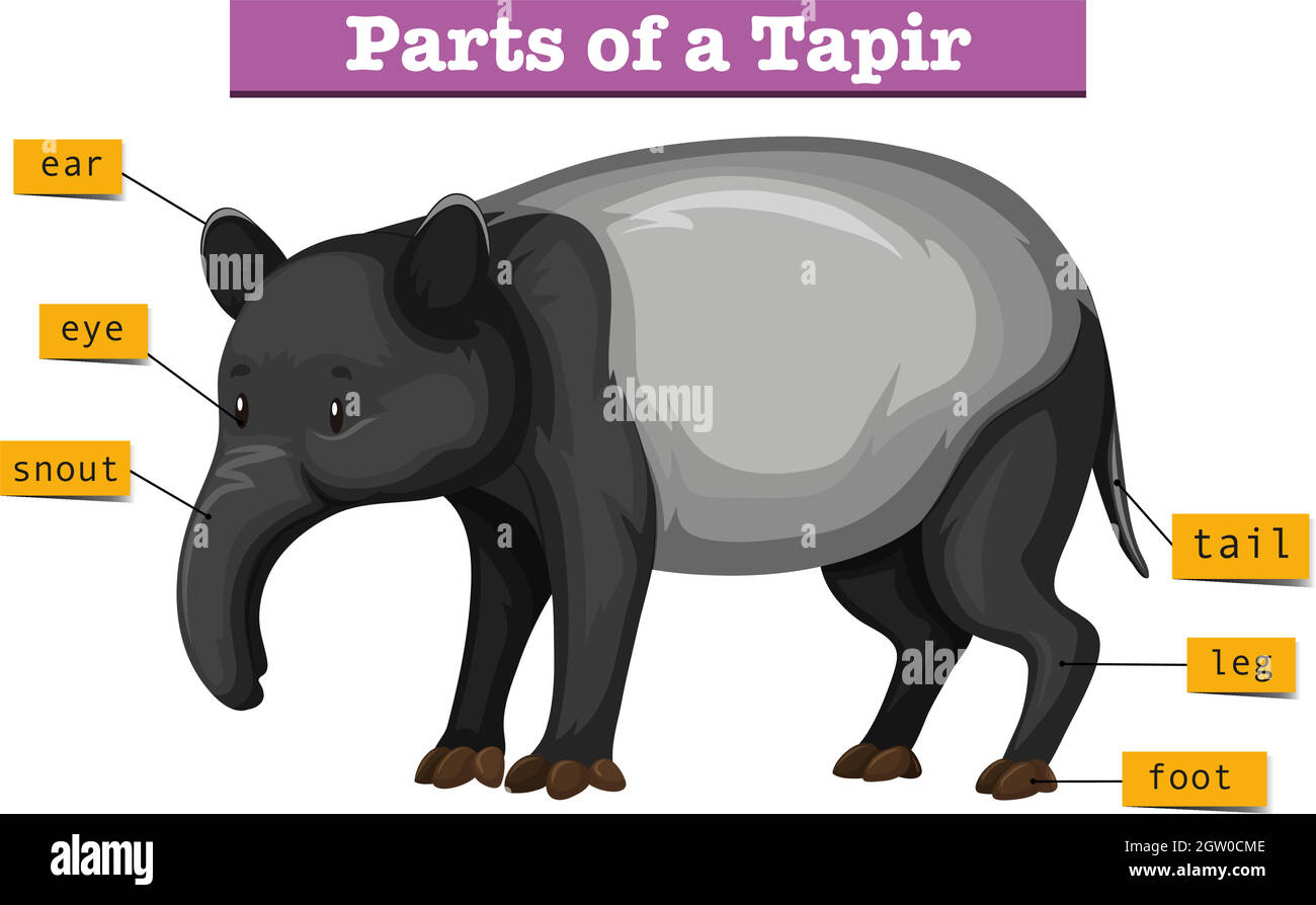 Diagram showing parts of tapir Stock Vector