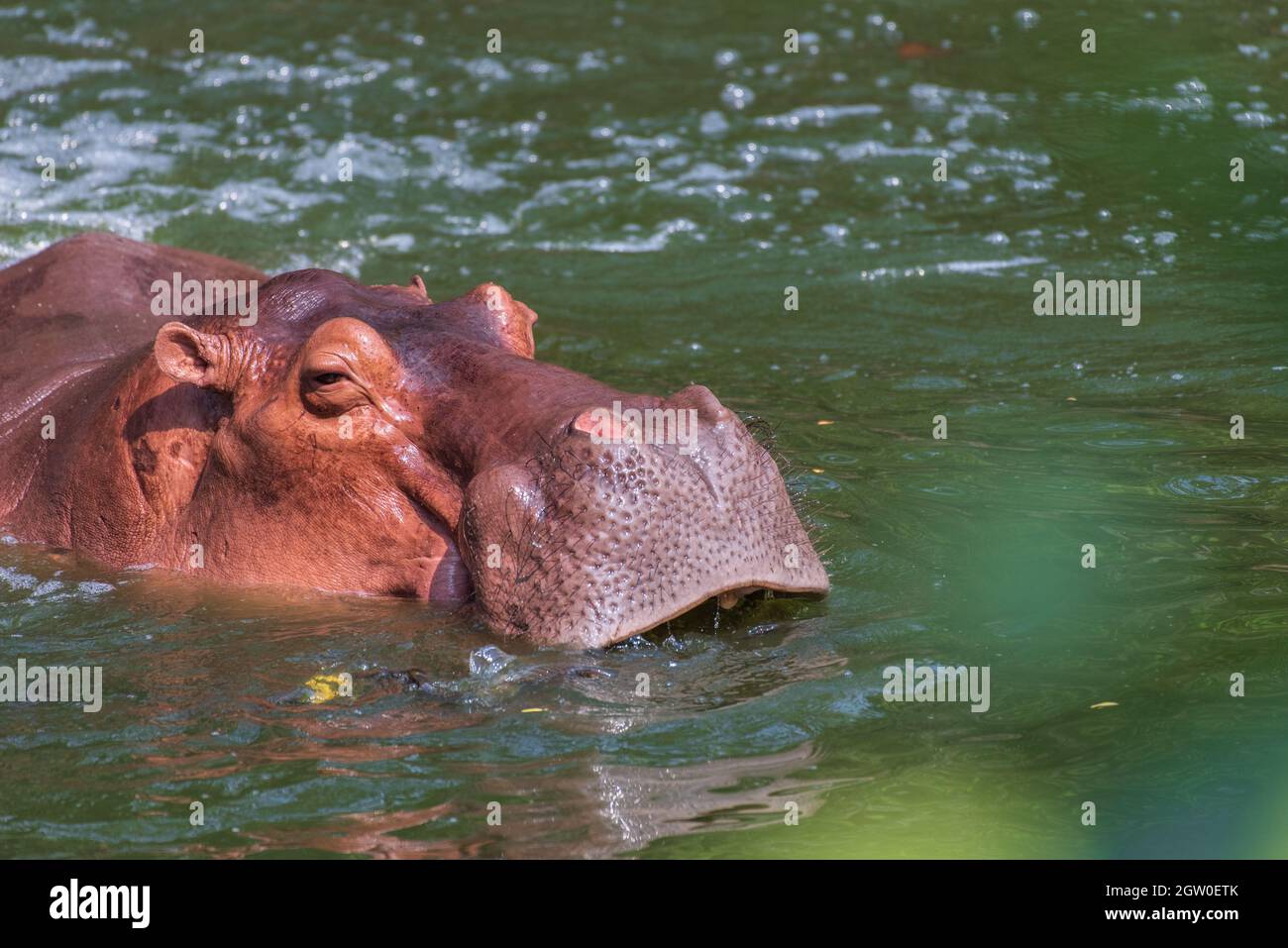 Hippos Are Among The Largest Living Land Mammals Stock Photo - Alamy Hippos Are Among The Largest Living Land Mammals Stock Photo - Alamy