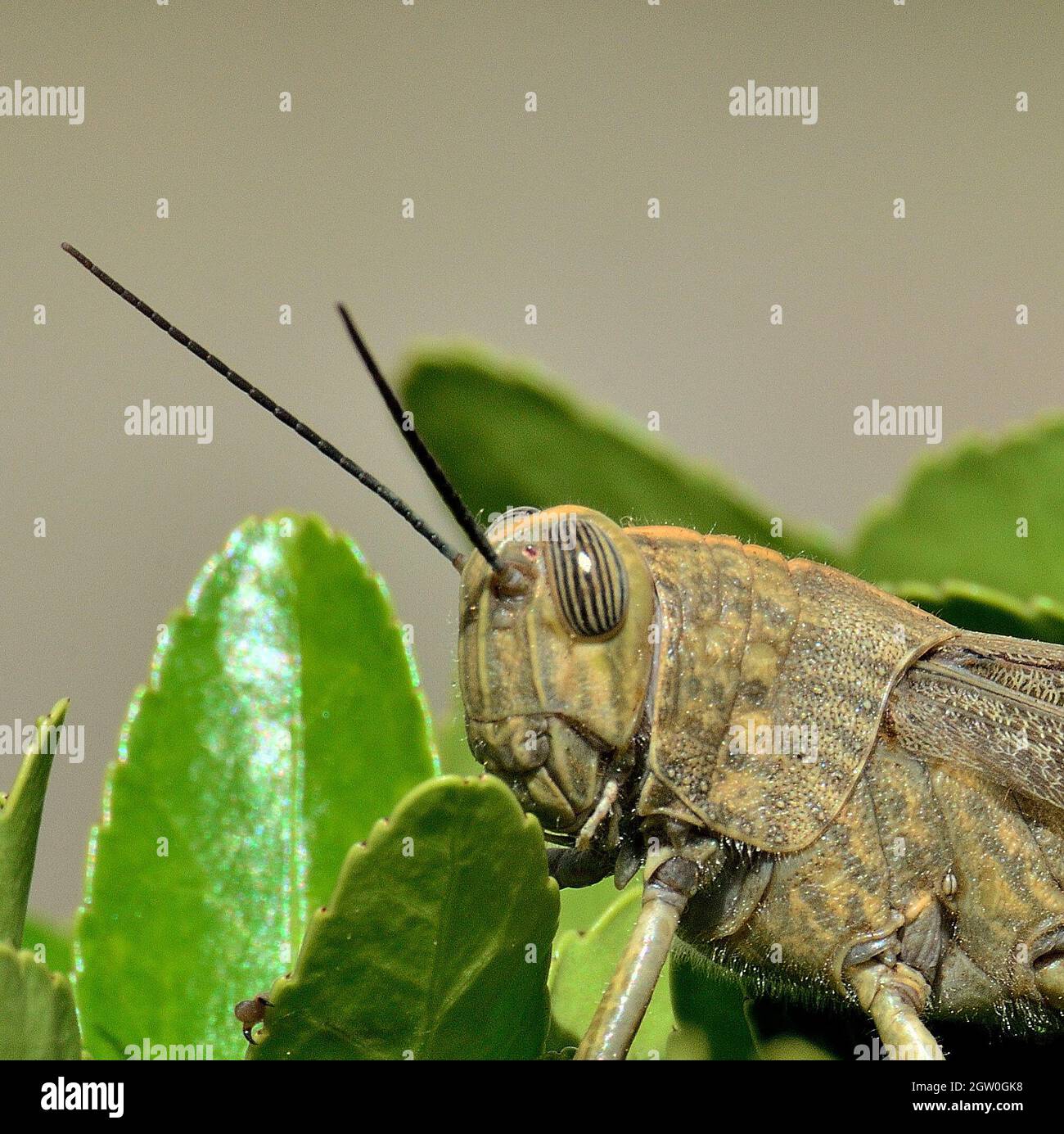 Close-up Of Insect Stock Photo