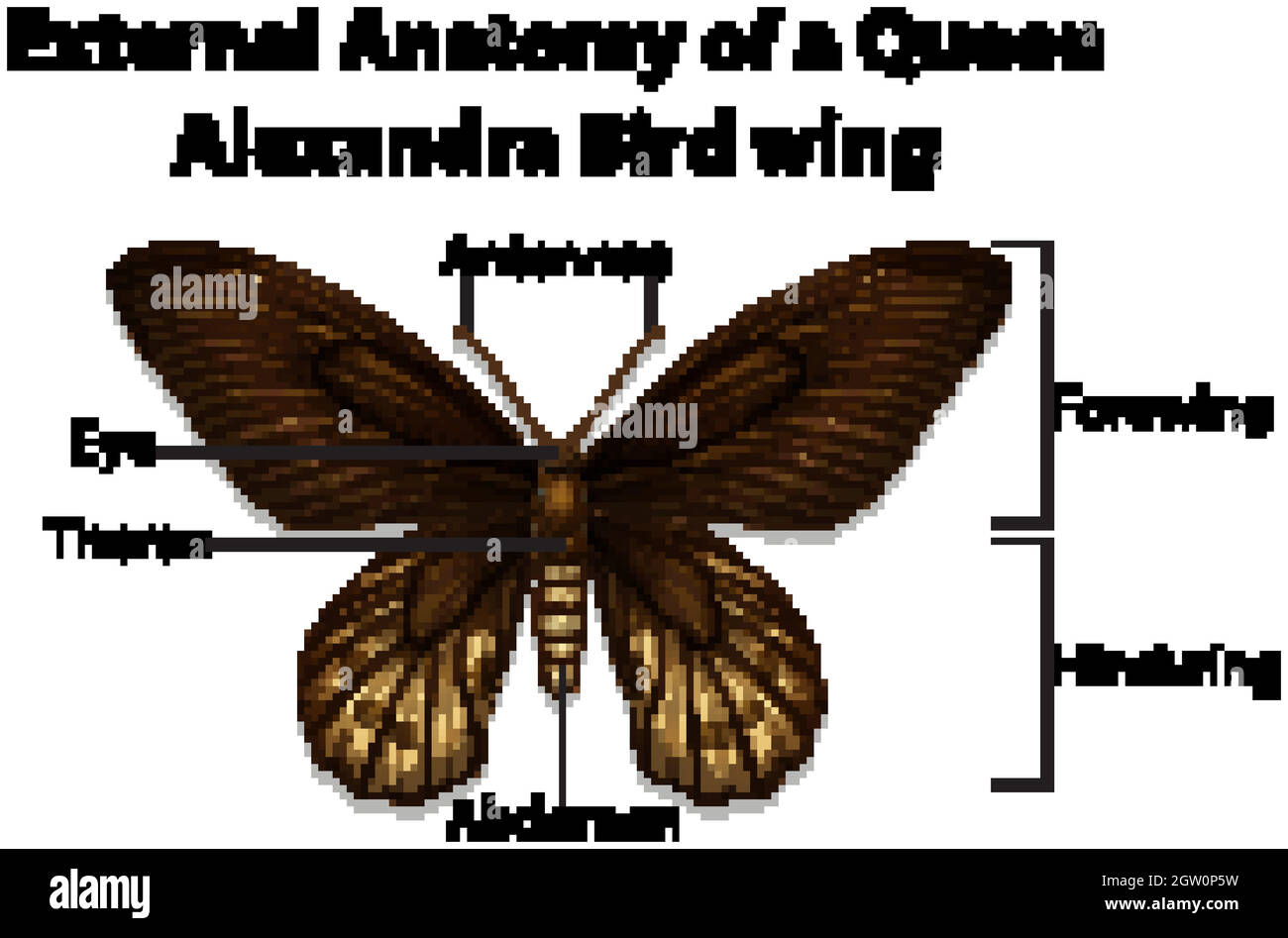 External Anatomy of a Queen Alexandra Bird wing on white background Stock Vector