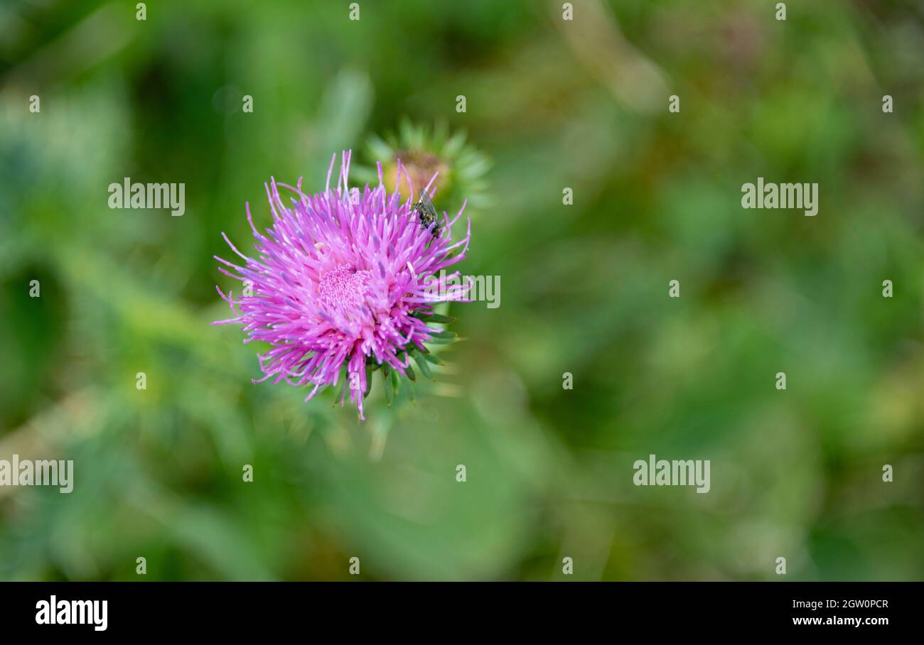 Close-up Of Pink Thistle Flower Stock Photo