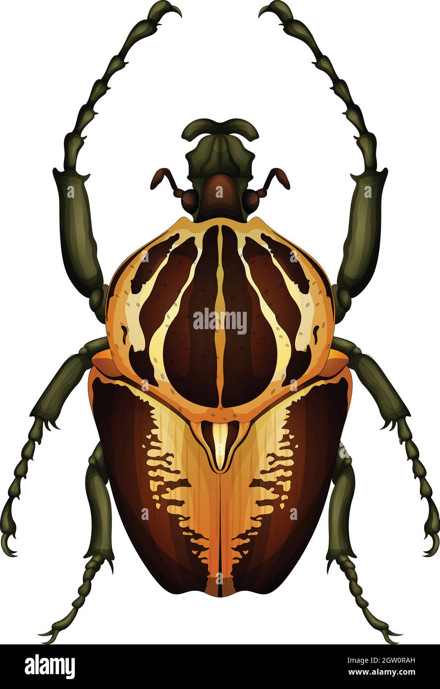 Goliathus regius - Goliath beetle Stock Vector