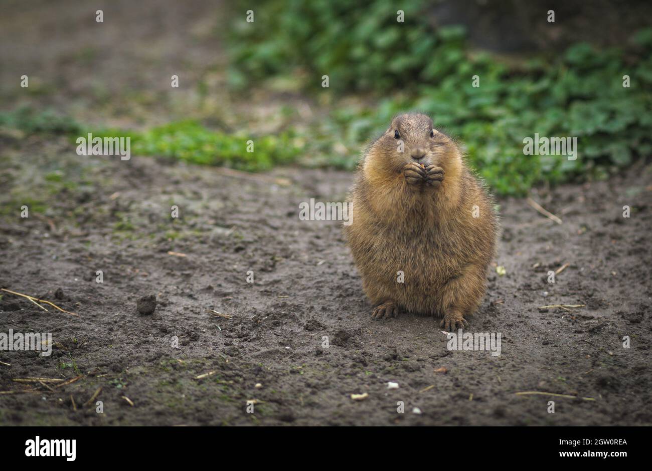 Lab rat eating hi-res stock photography and images - Alamy