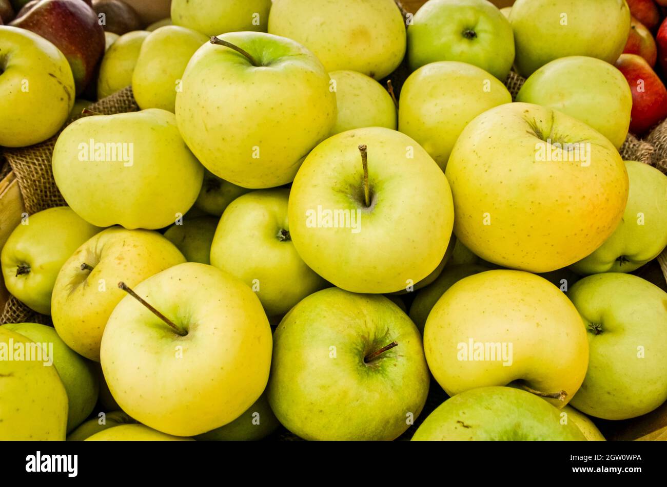 Crisp yellow delicious apples from the Hudson Valley. New York. Closeup. Stock Photo