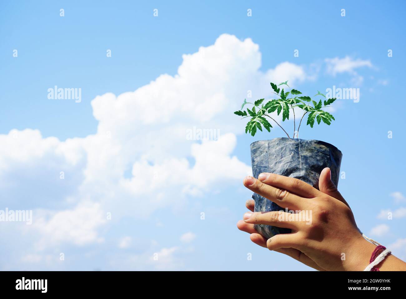 Cropped Hand Holding Plant Against Sky Stock Photo