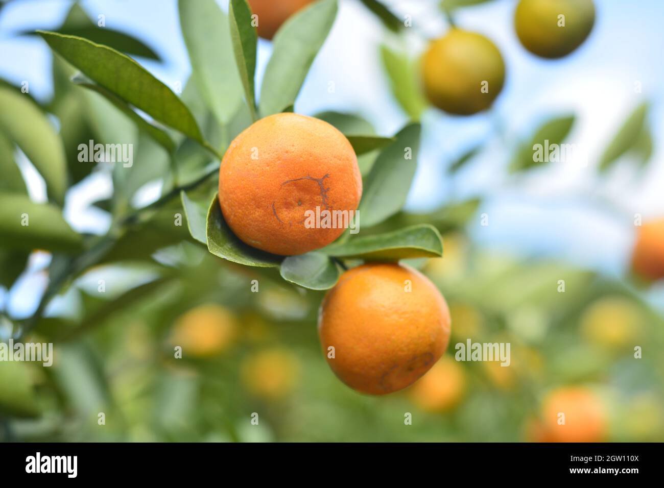 Close-up Of Orange Fruits On Tree Stock Photo