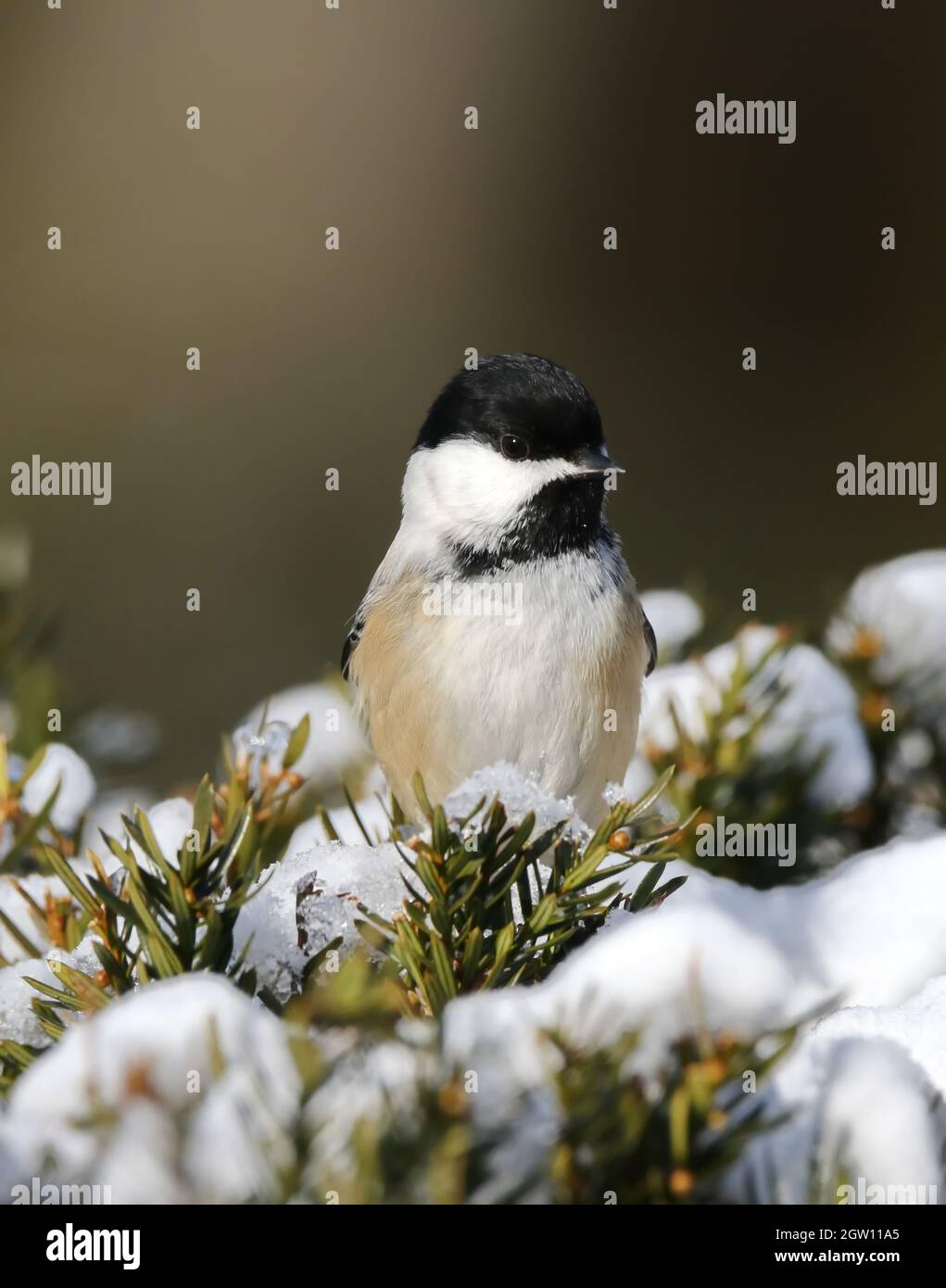 Chickadee In Snow Stock Photo - Alamy