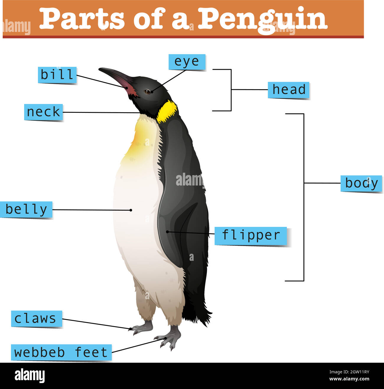 Diagram showing parts of penguin Stock Vector