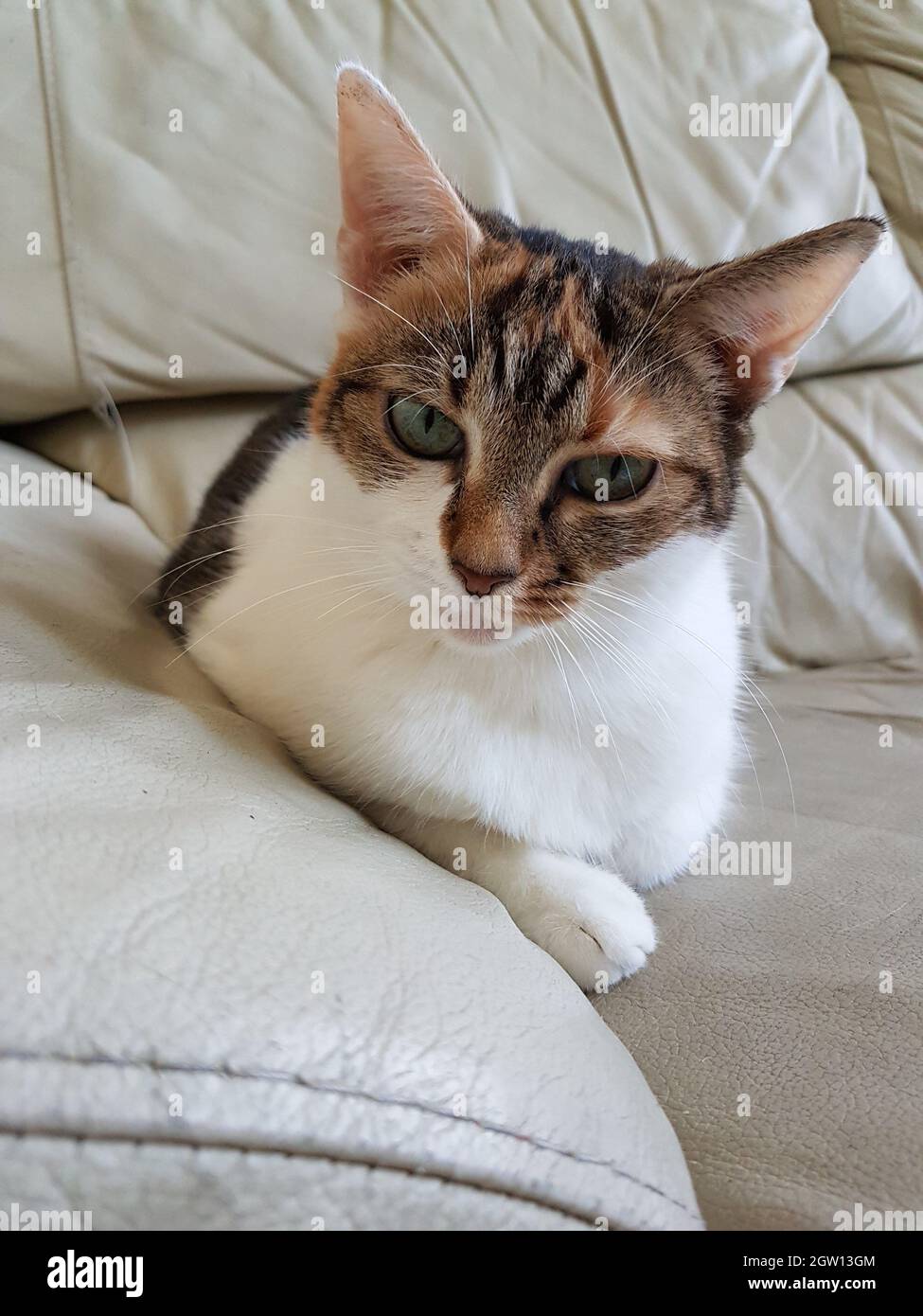 Tricolore Cat Hi Res Stock Photography And Images Alamy Tricolore Cat Hi Res Stock Photography And Images Alamy