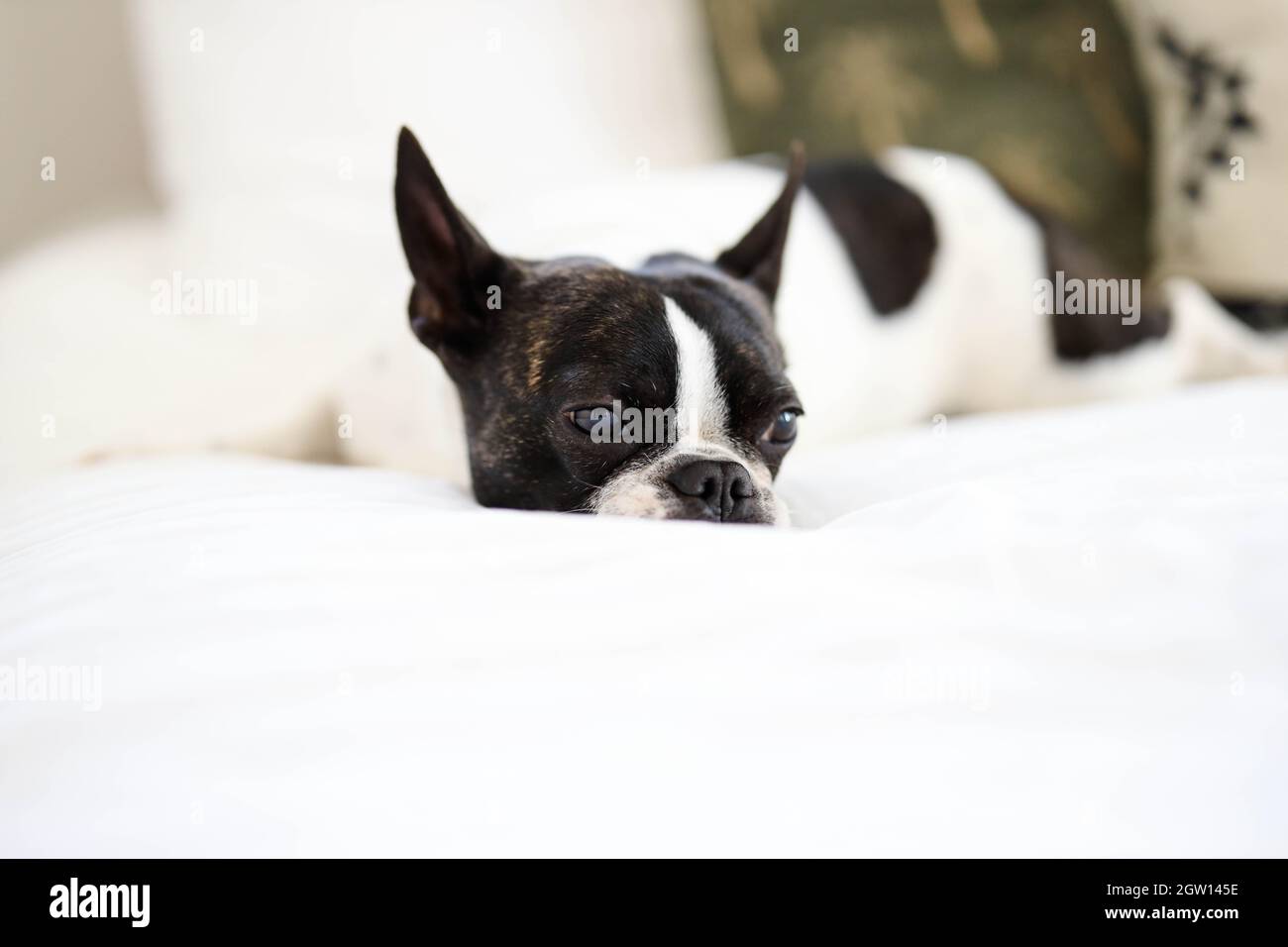 Small breed Black and white Dog laying on bed Stock Photo - Alamy