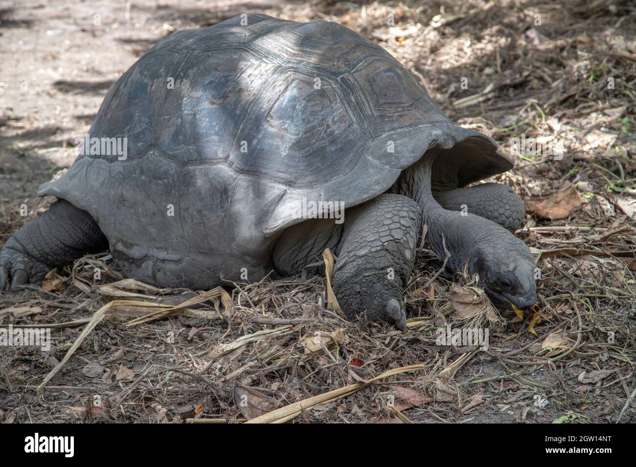 Giant Turtles - Dipsochelys Gigantea - On Seychelles Island La Digue ...