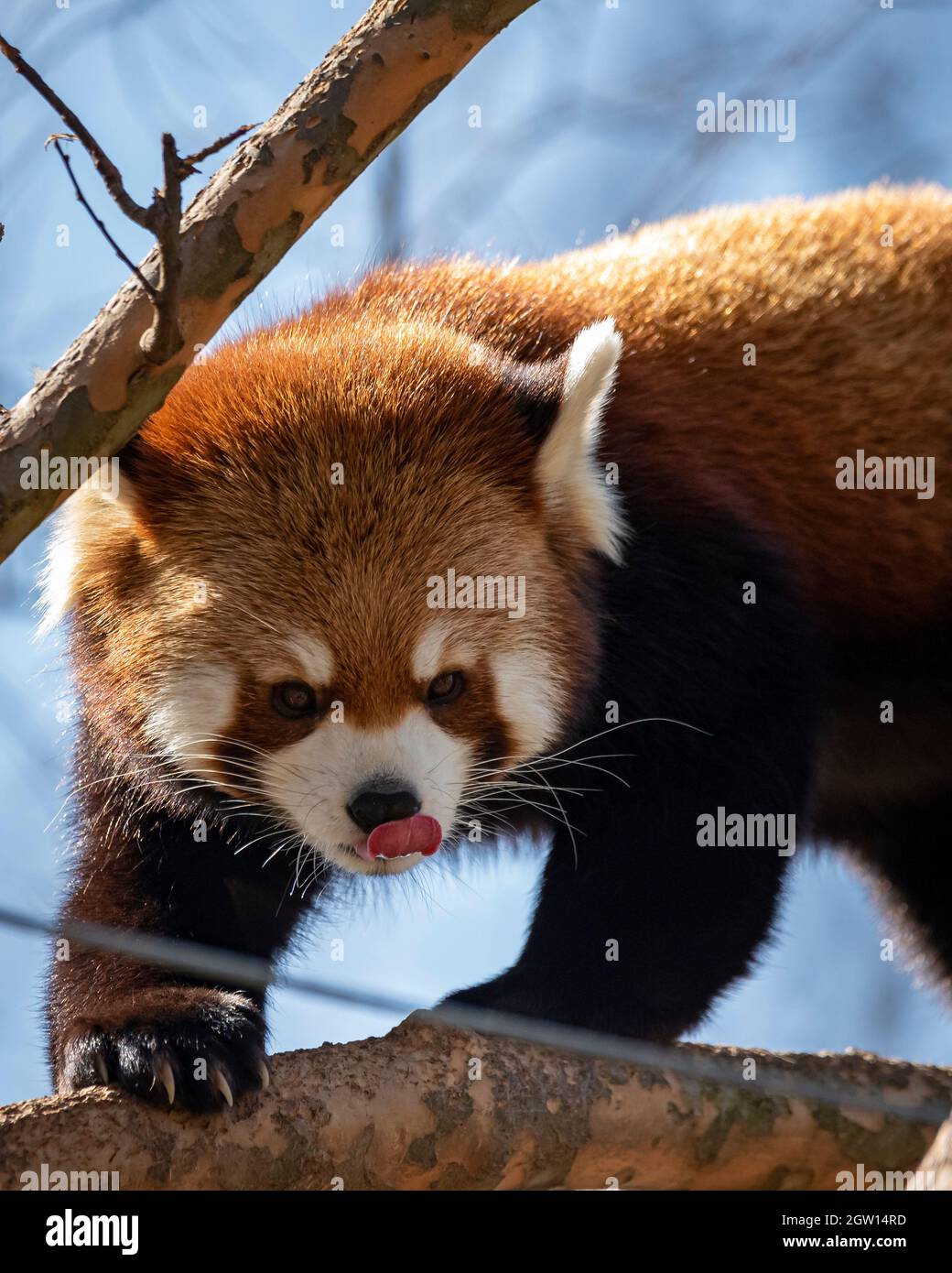 A Picture Of One Of The Red Pandas At The Cincinnati Zoo. So Fluffy