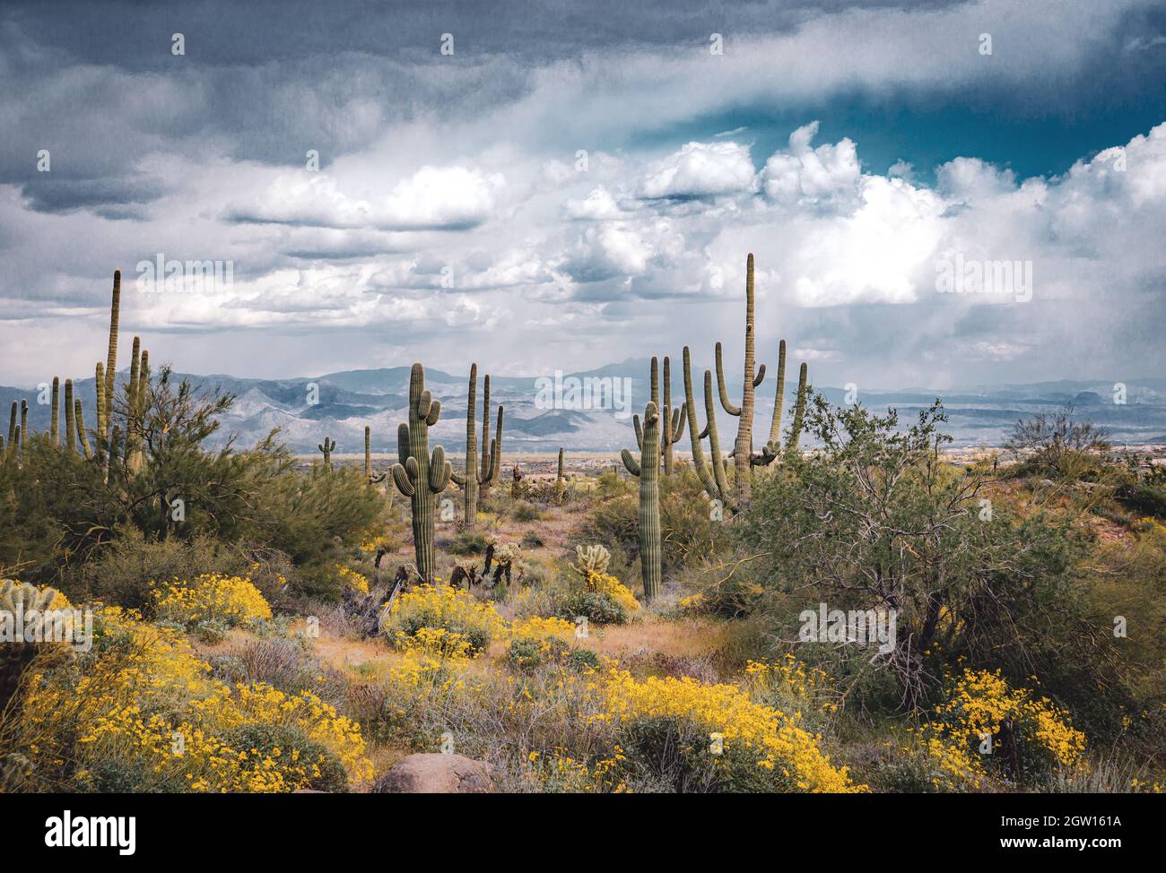 Saguaro Cactus Growing On Land Against Sky Stock Photo