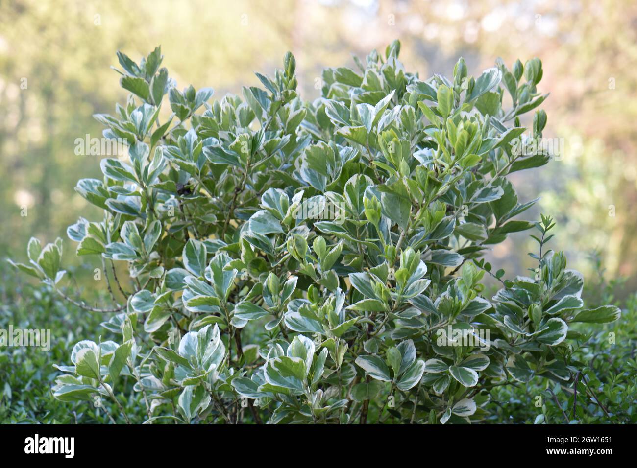 Close-up Of Plants Growing On Field Stock Photo