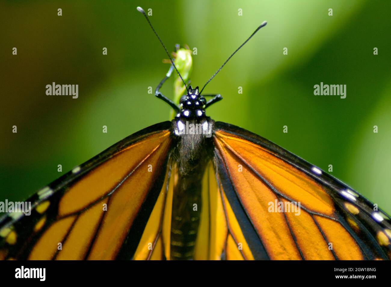 Monarch butterfly is laying eggs hires stock photography and images