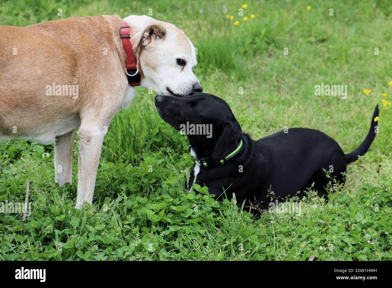 Old And Young Dogs Show Affection Stock Photo Alamy