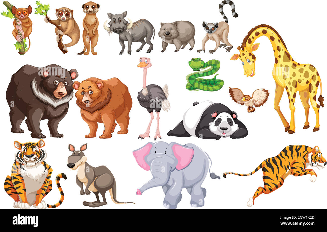 A Set of Wild Animals on White Background Stock Vector Image & Art - Alamy