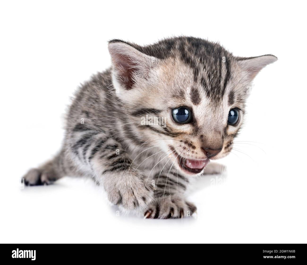 Close-up Of Tabby Cat Against White Background Stock Photo
