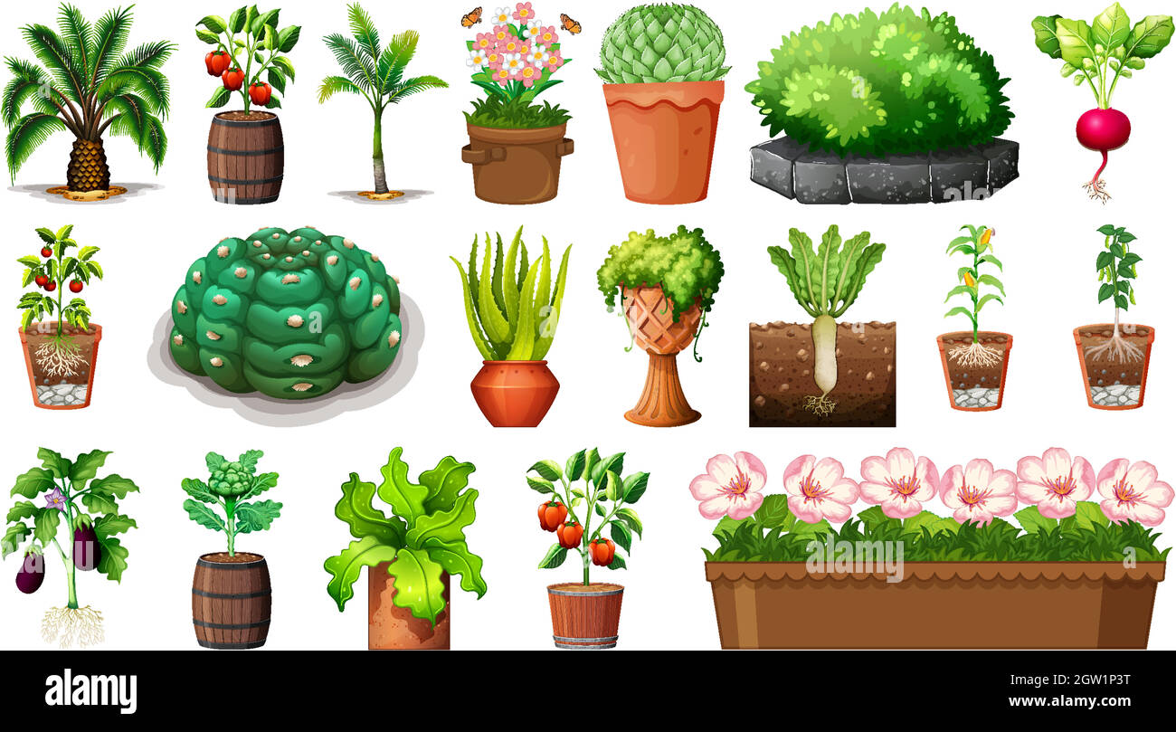 Set of different plants in pots isolated on white background Stock ...
